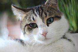 可愛,動(dòng)物,寵物