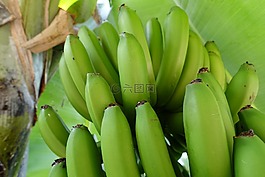 香蕉,穆薩,性質(zhì)