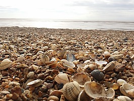 海,貝殼,海灘