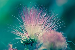 花,粉紅色,宏