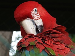 鸚鵡,鳥,羽毛