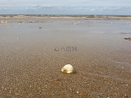 貝殼,海,海灘