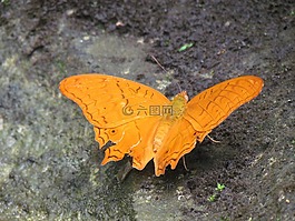 蝴蝶,性質(zhì),bug