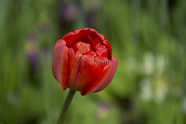 郁金香,開花,花