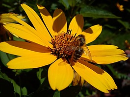 花,蜜蜂,開花