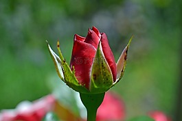 玫瑰,芽,紅色