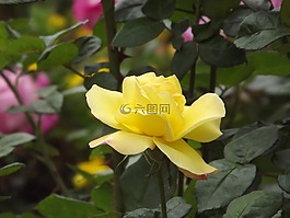 花,鮮花,性質(zhì)