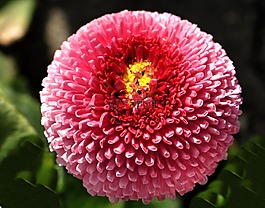 雛菊,花,粉紅色