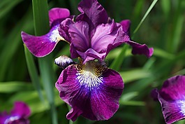 虹膜,花,開花