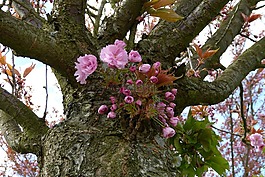 柏林,teltow,樱桃花公园