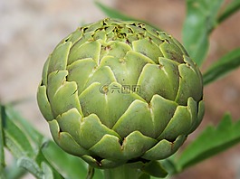 朝鲜蓟,蔬菜,详细