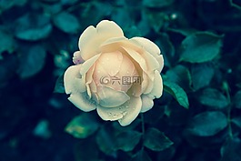 玫瑰,花,工厂