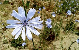 花,野生,性質(zhì)