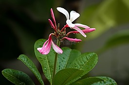 姜黃色百合花,花,熱帶