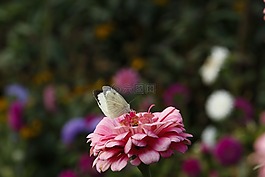 花,蝴蝶,性質(zhì)