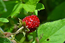 木草莓,草莓,生物