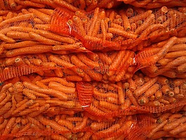 胡萝卜,红萝卜,黄色甜菜