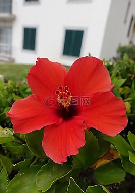 花,紅,綠色
