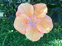 槿,花,澳大利亞