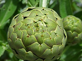 朝鮮薊,詳細(xì),果園