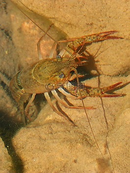 小龙虾,montsant 河,蟹
