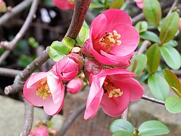 木瓜,粉紅色,花