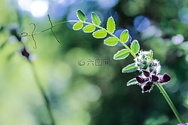 花,花的,自然