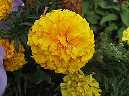 黃色,花,開花