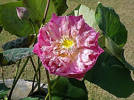 蓮花,開花,亞洲