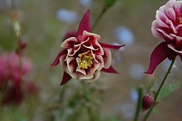 花,性質(zhì),廠
