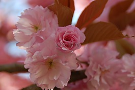 花,廠,性質(zhì)