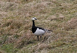 白额黑雁,鹅,branta leucopsis