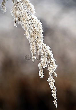 冬天,草,雪