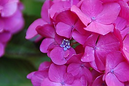 花,性質(zhì),廠