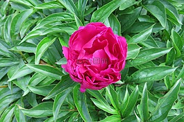 粉色牡丹,红色,开花