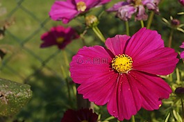 宇宙,花,開花