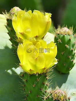 仙人球仙人掌,花,开花