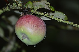蘋果,水果,蘋果樹