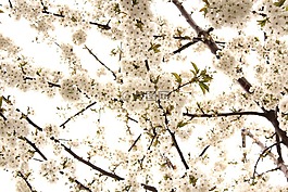 櫻桃,鮮花,白