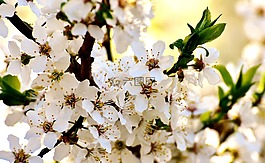 春天,開花,盛開