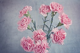 丁香,粉紅色,鮮花