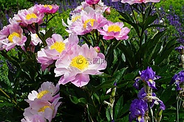牡丹,花,開花
