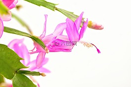 花,粉紅色,盛開