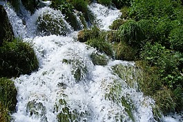 森林溪,活著,氣泡