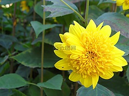 黃色,花,花的