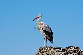 馬拉喀什,鳥,鸛