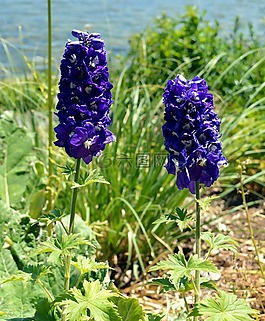 拉克斯珀,花,藍色