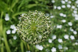 韭菜,花,开花
