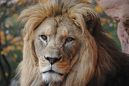 獅子,野生動物,動物園