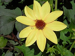 花瓣,花,黃色